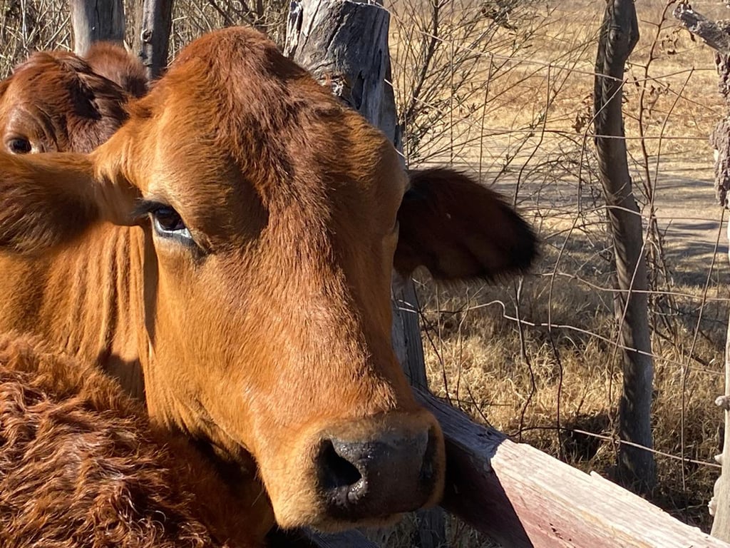 Exportación de ganado, frenada hasta fin de año