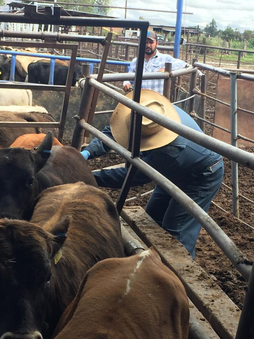 Revisión. Apertura de frontera dependerá de los resultados que registre USDA.