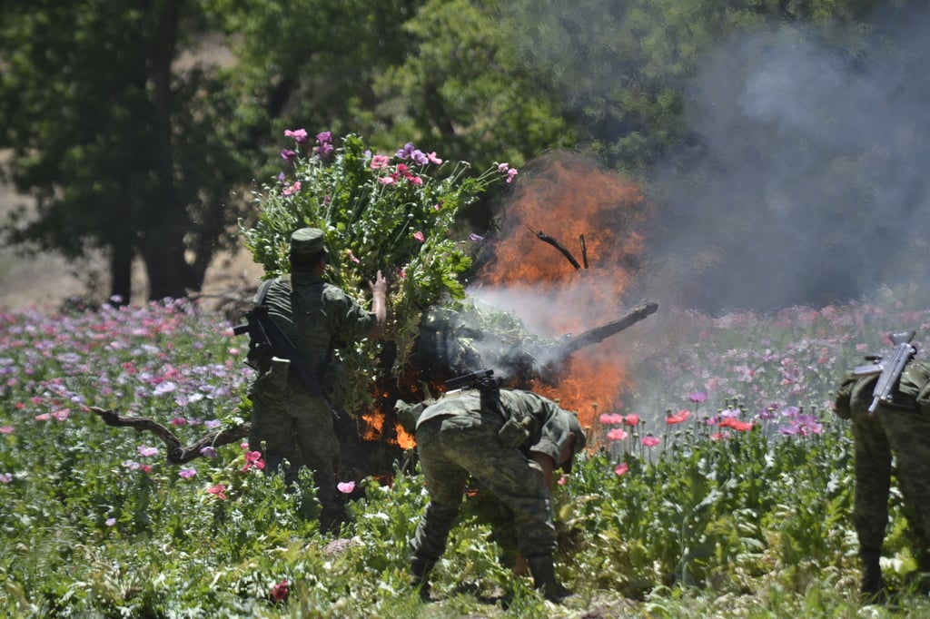Acción. El Ejército Mexicano destruyó plantiós de marihuana y amapola en Durango.