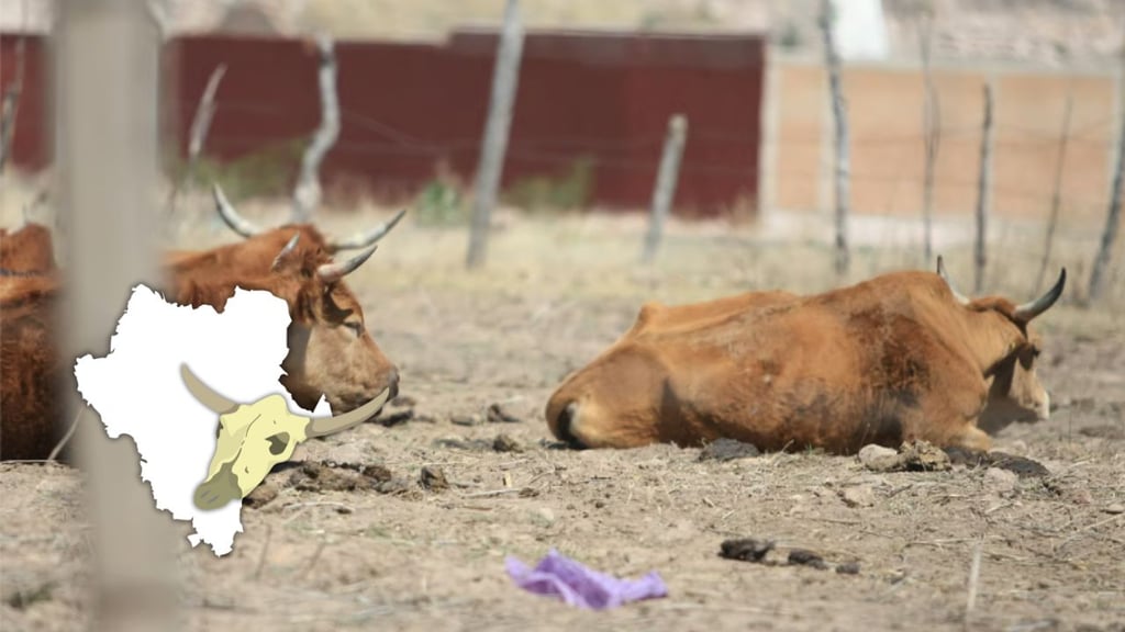 Por sequía, estiman que en Durango han muerto mil 300 cabezas de ganado