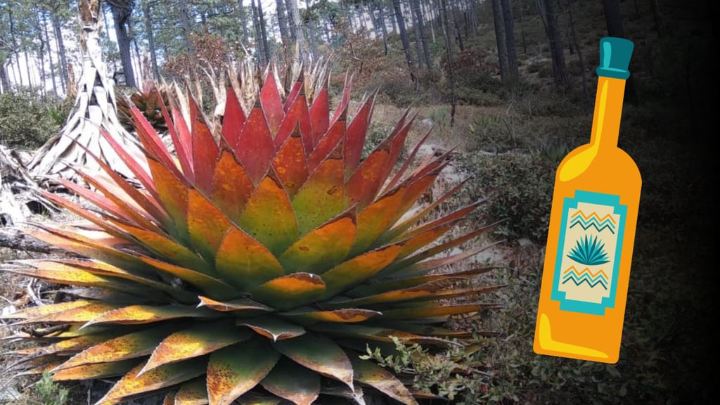 Foro Mezcalero 2025: productores buscan reducción de impuestos en Durango