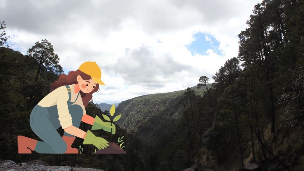 Buscan reforestar al menos mil 500 hectáreas de Durango