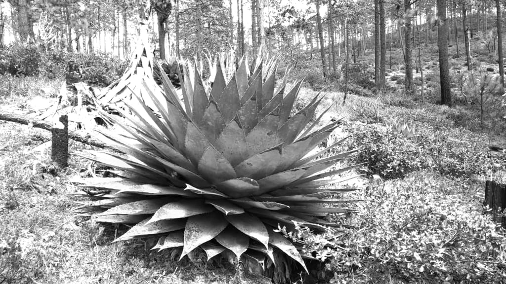 Mecanismo. Durante el foro que tengan los mezcaleros y que inicia este jueves buscarán con legisladores la manera de reducir los impuestos que tienen que pagar.