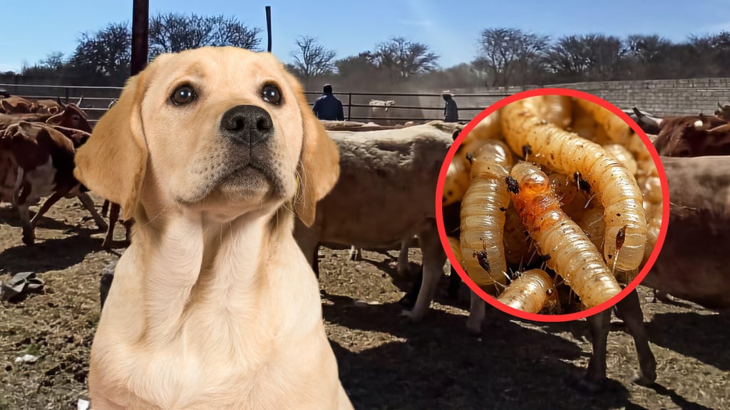 Gusano barrenador: detectan primer caso de miasis en perro, en Oaxaca