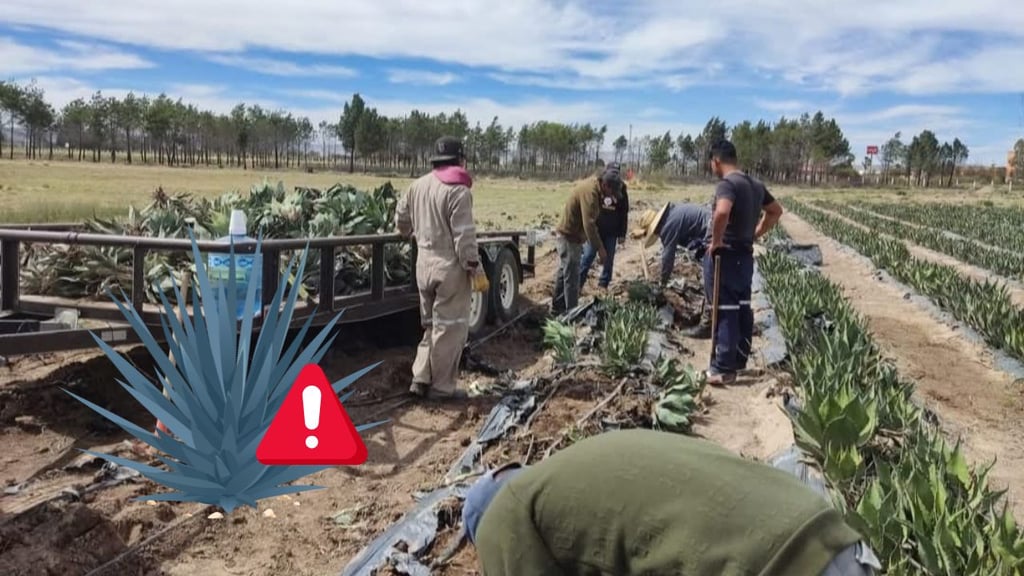 Agave silvestre, en riesgo de desaparecer en municipios mezcaleros de Durango