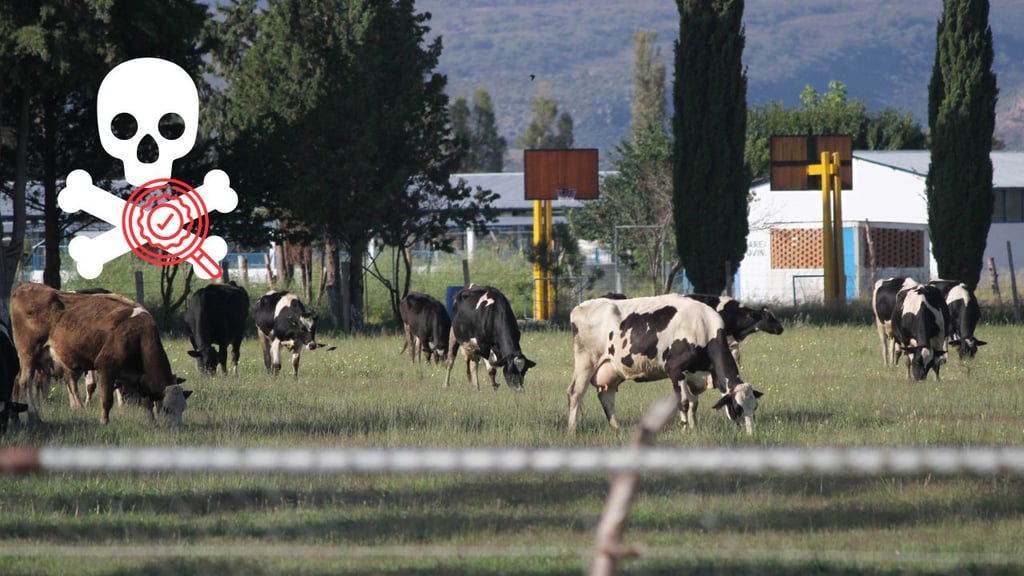 Muerte de ganado en Durango capital no es alarmante como en años anteriores