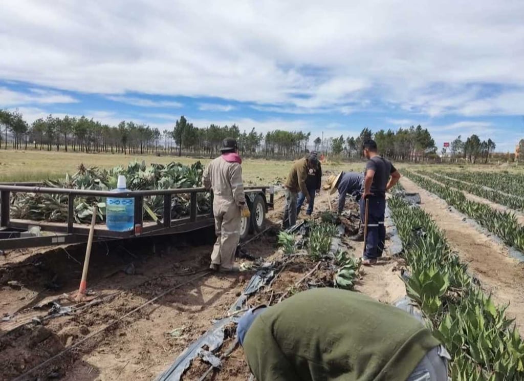 Estrategia. Se trabaja en las plantaciones de agave en varios municipios de Durango con el objetivo de no dejar que el agave silvestre se acabe. Ya en varios municipios no se encuentra agave silvestre.