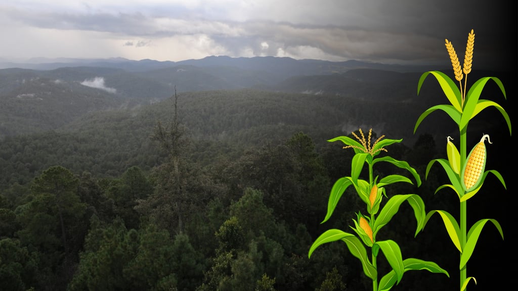 Lluvias en Durango comienzan a normalizarse; siembra de maíz inicia en la sierra