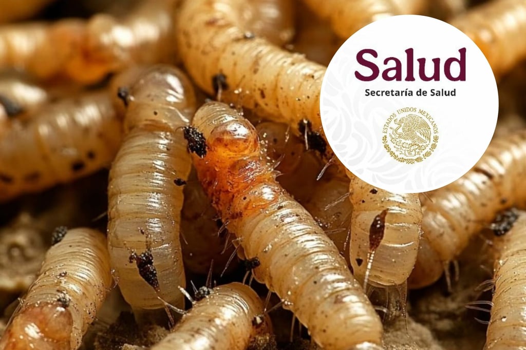 Gusano Barrenador: México registra 23 casos de miasis; Chiapas el estado más afectado