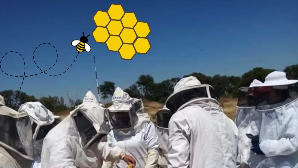 Por sequía en Durango, apicultores están en crisis; producción de miel cae