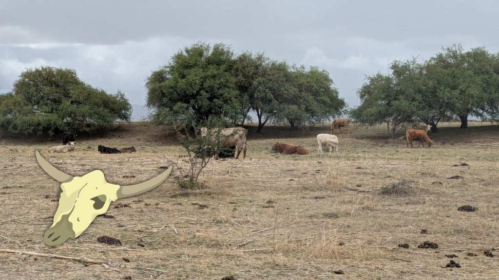 Sequía afecta al sector ganadero, pero se reduce la mortandad de reses en Durango