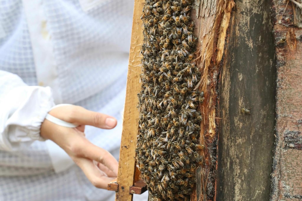 Se desploma 50% la producción apícola