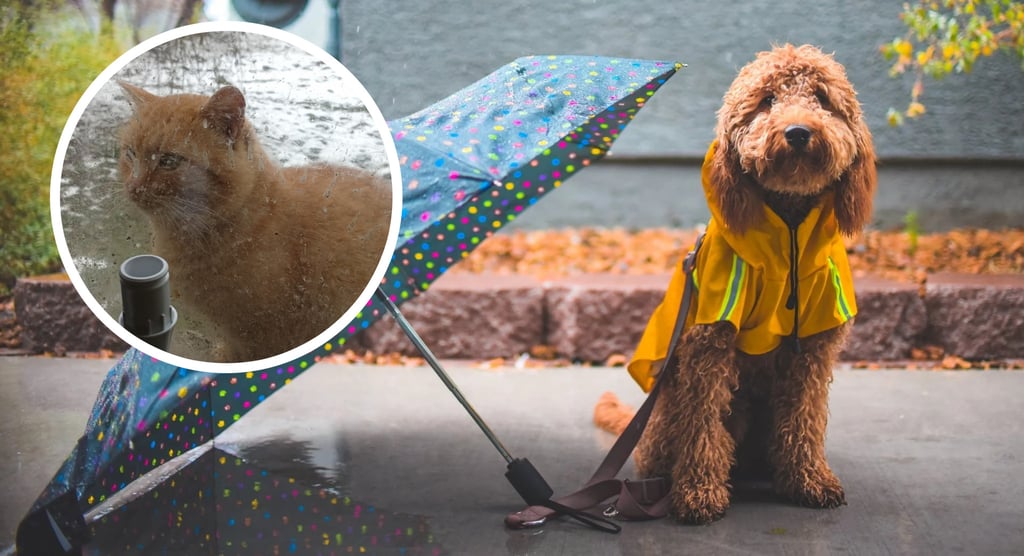 ¿Cómo puedo proteger a mi mascota en temporada de lluvias? Aquí te contamos
