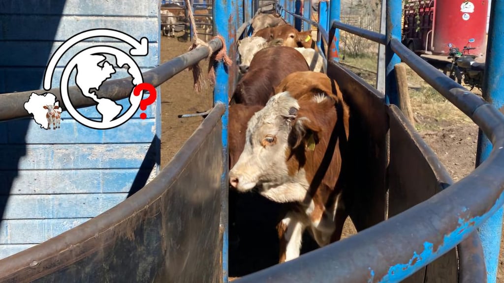 Desconocen cuándo Durango podrá reanudar exportación de ganado a EU