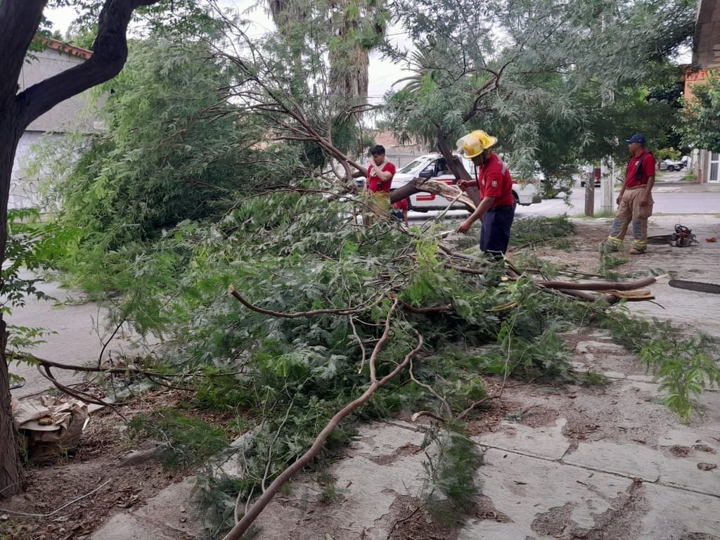 Respuesta. Personal de Protección Civil atendió un reporte sobre la caída de un árbol en el cruce de las calles Aldama y Zaragoza.