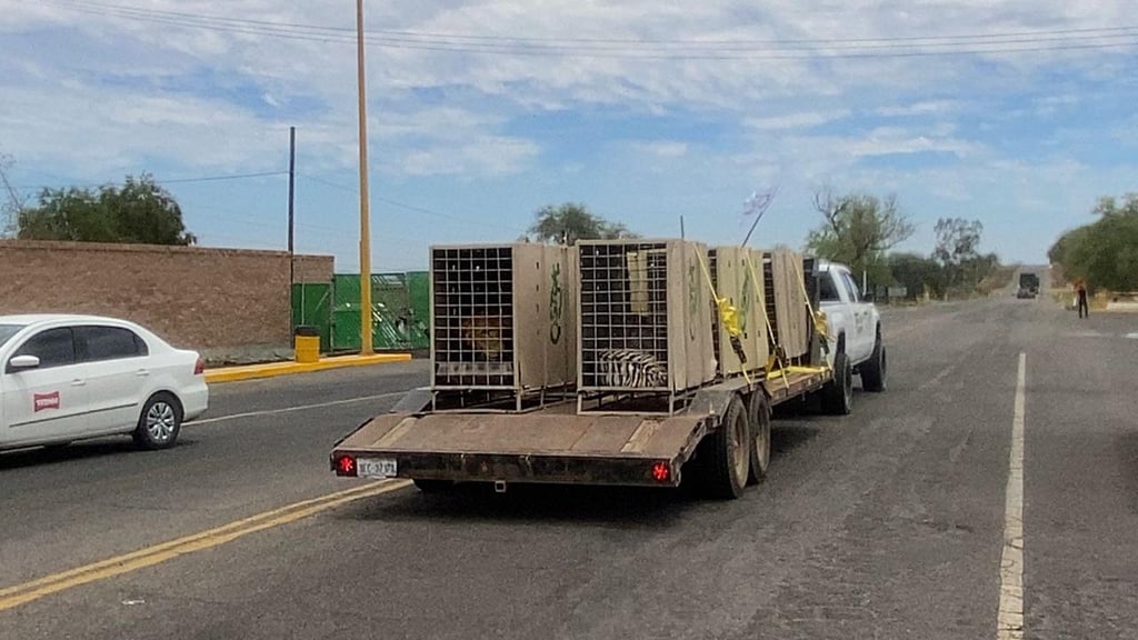 Continúan los traslados de animales rescatados hacia Mazatlán ante condiciones adversas