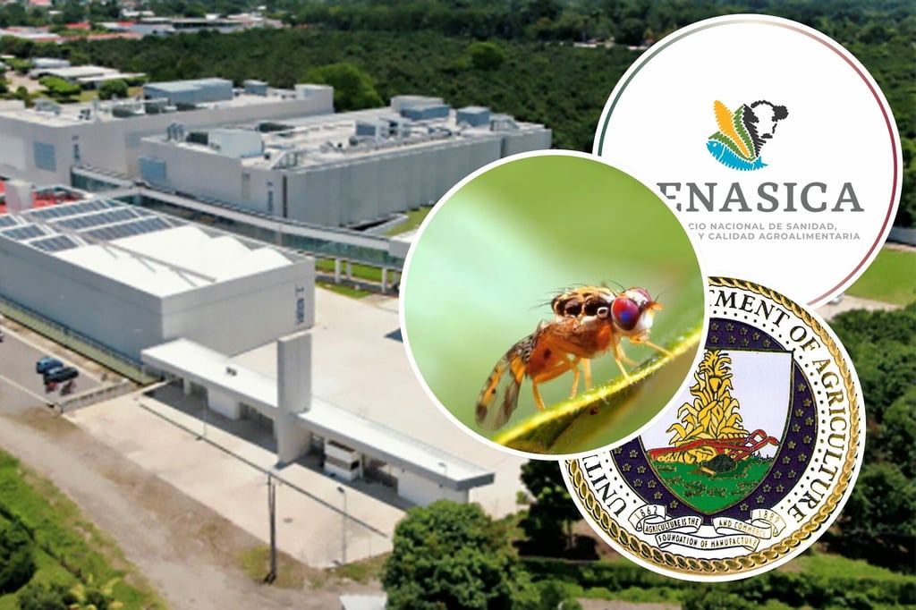 Gusano Barrenador: EU y México reactivarán planta productora de moscas estériles en Chiapas
