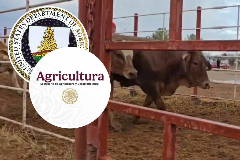 Gusano Barrenador: Cruzan a EU las primeras 900 cabezas de ganado tras reapertura de fronteras