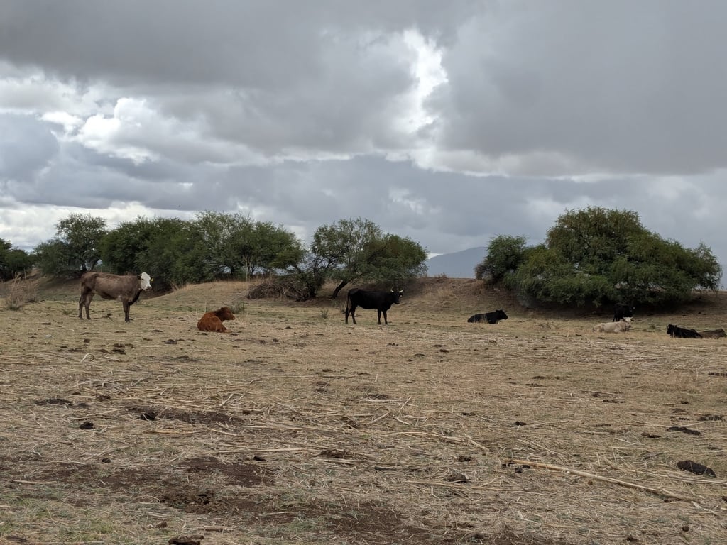 Temporada. Luego de la sequía que se venía arrastrando en el estado, ya se ha registrado buena cantidad de lluvias.