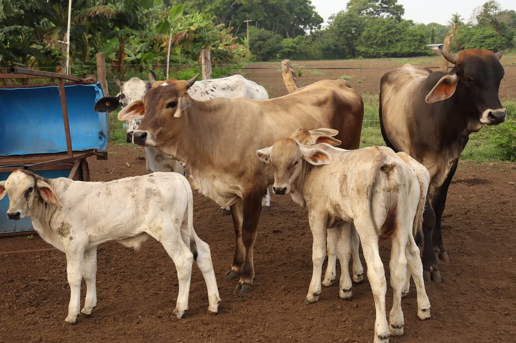Se reanuda a EUA la venta de ganado