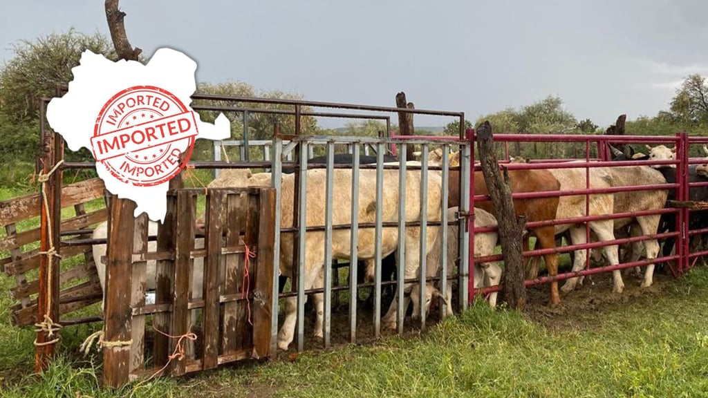 Importan a Durango 4 mil cabezas de ganado desde Nicaragua; pese a riesgo sanitario