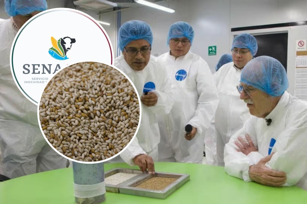 Gusano Barrenador: Reabren planta de producción de moscas estériles en Chiapas; operará en 2026