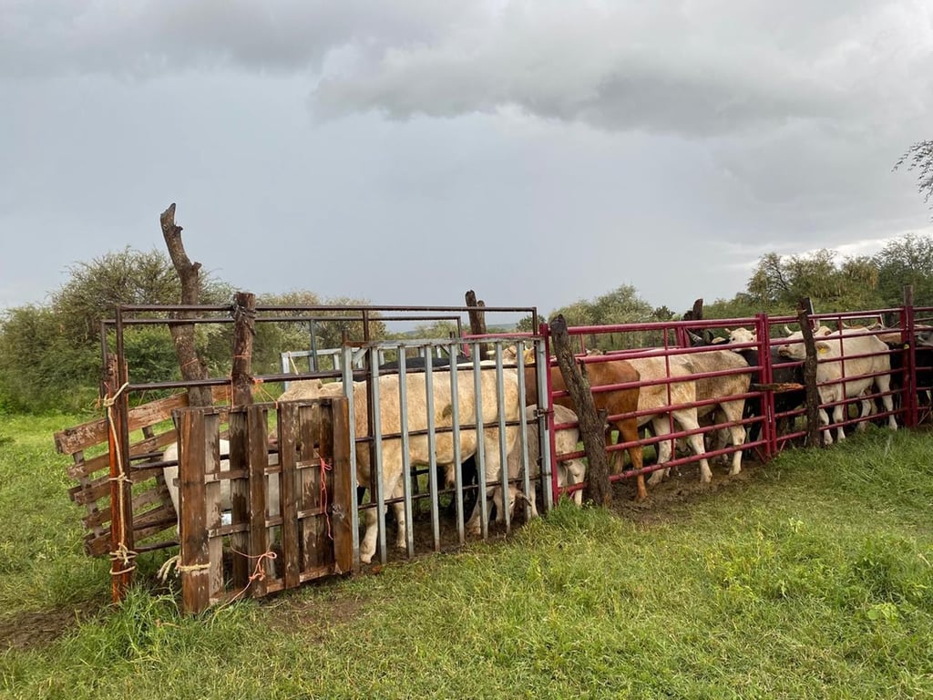 Ganado. De Nicaragua la empresa Su Karne importó 4 mil cabezas de ganado a Durango.