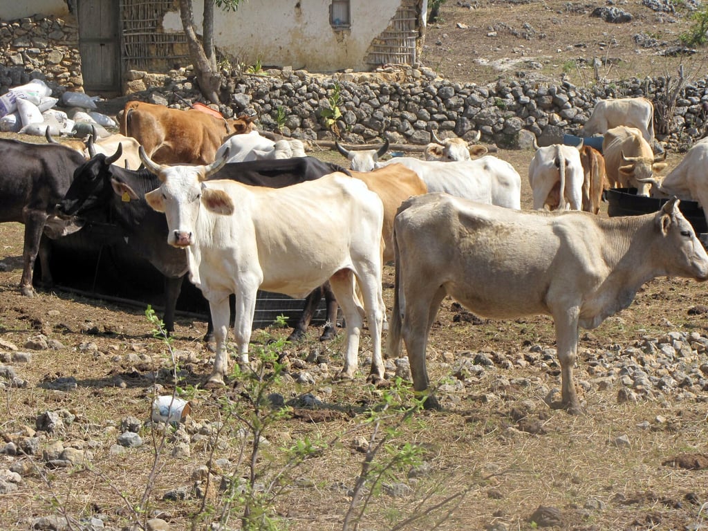 Durango trae 4 mil reses de Nicaragua, pese a riesgo por gusano barrenador