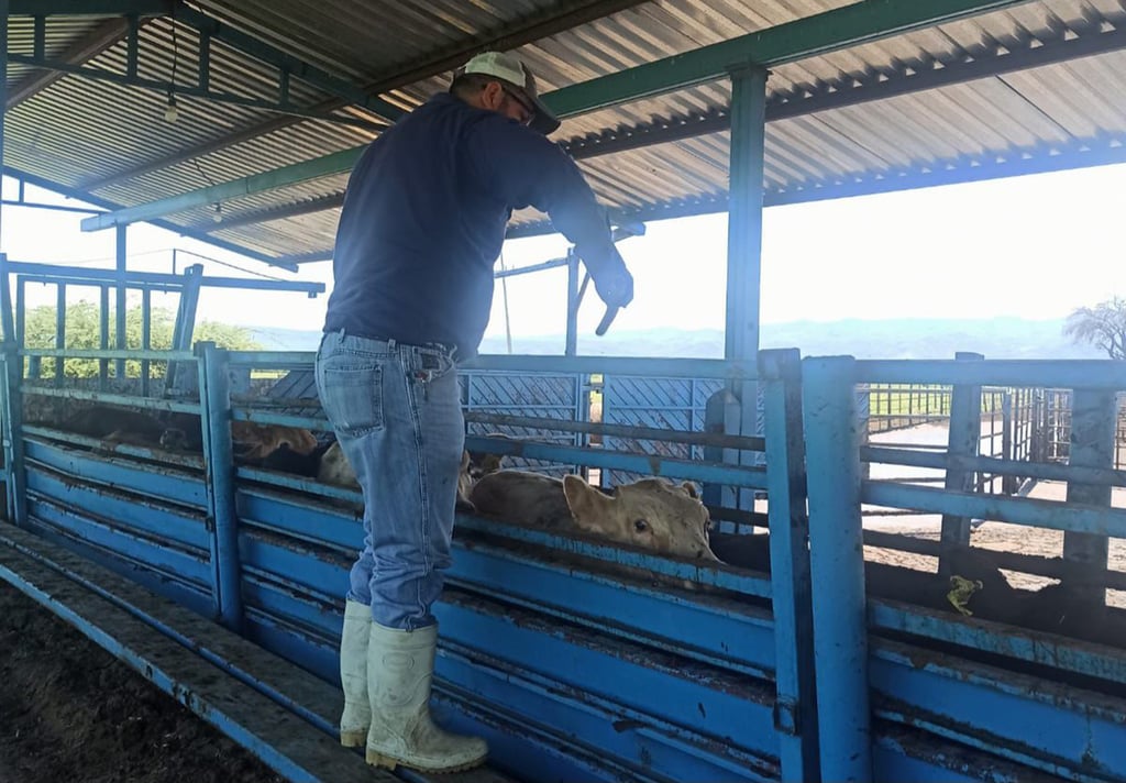 La empresa de comercialización de carne seguirá importando ganado; asegura que cumple con los protocolos establecidos por la autoridad.