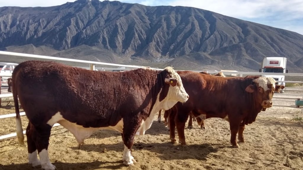 Cierran, de nuevo, frontera al ganado