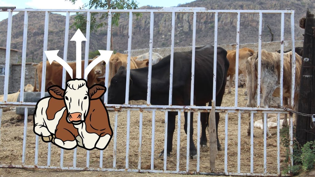 Contrabando de ganado podría estar dispersando el gusano barrenador: UGRD