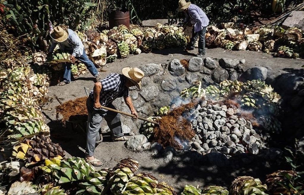 Cifras. Se busca conocer cuántas vinatas existen en el estado, cuántos maestros mezcaleros y cuánto se produce de mezcal.