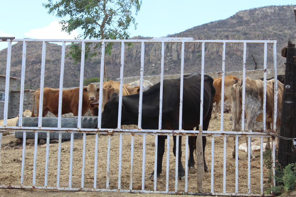 Brote. La plaga de gusano barrenador va avanzando y cada vez se encuentra más cerca de la frontera de Estados Unidos.
