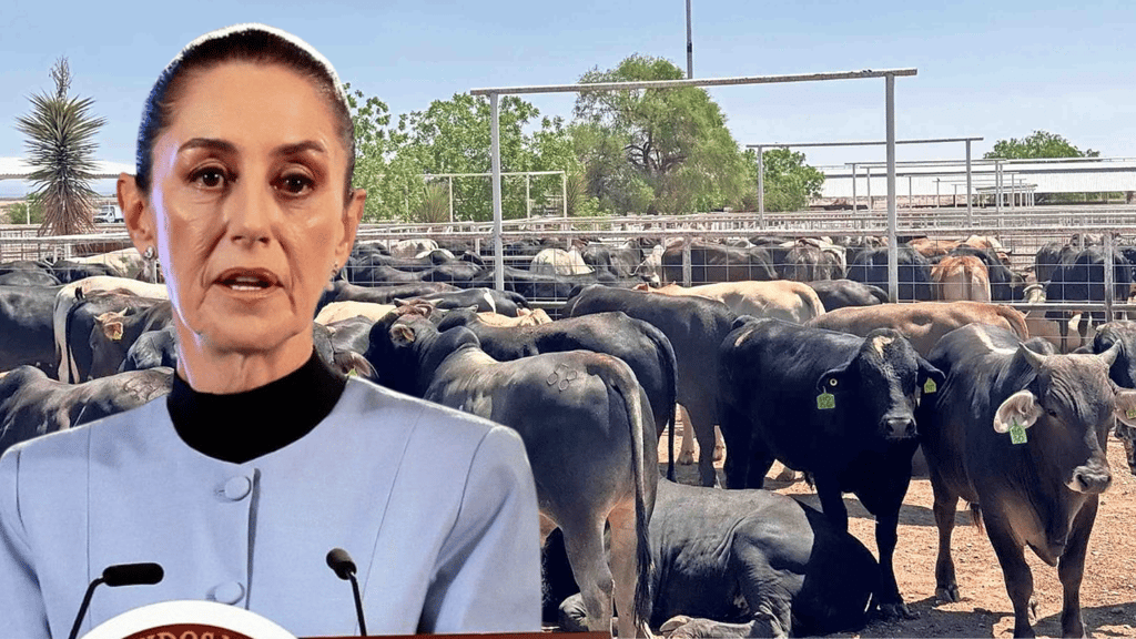 'Exagerada', decisión de EU por ganado: Sheinbaum