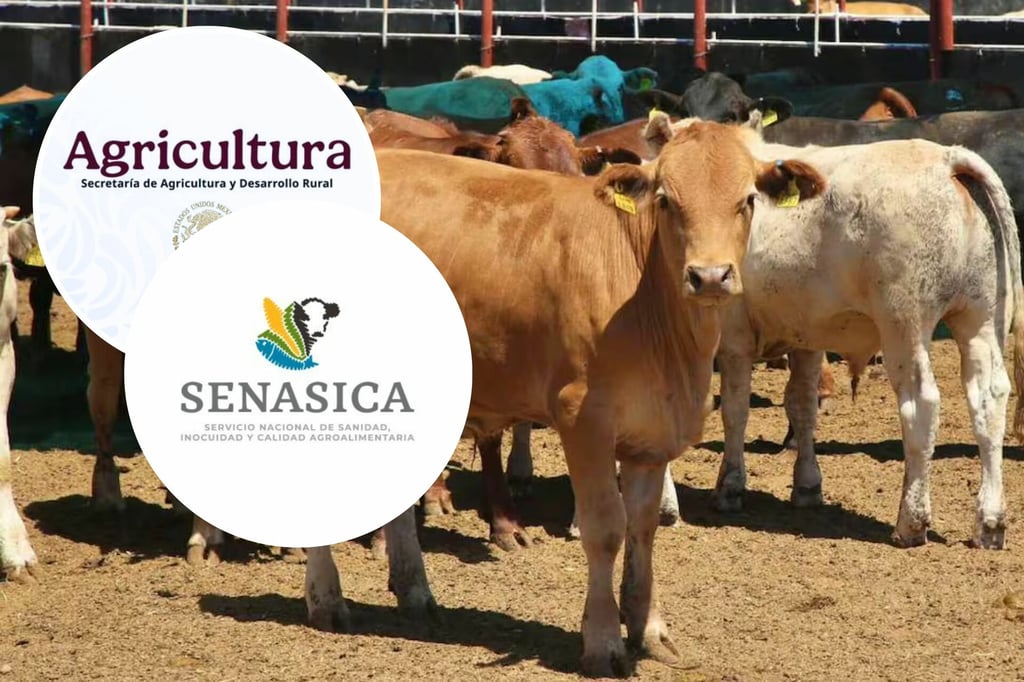 Gusano Barrenador: Atienden 20 nuevos casos en Yucatán; autoridades piden estar alerta