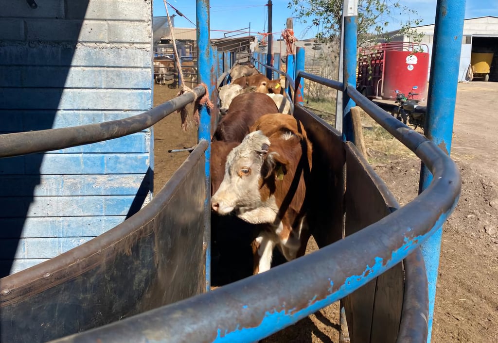 Ganado duranguense listo para exportación en cuanto se reabra la frontera