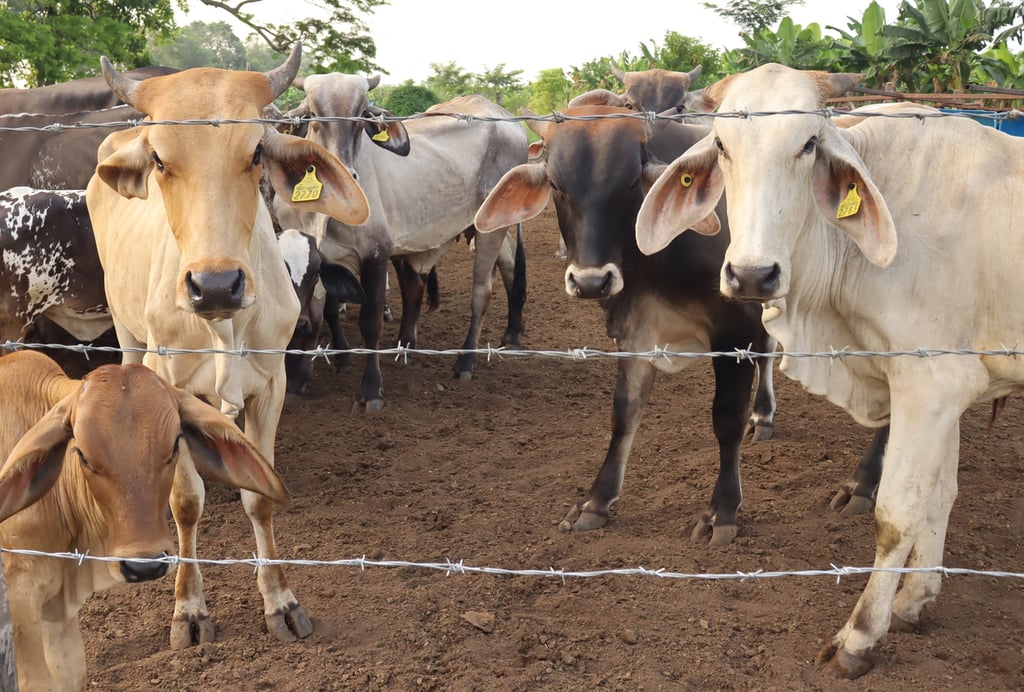 Postura. Aunque la adquisición fue autorizada por las autoridades sanitarias de México, consideraron que representa un riesgo porque proviene el ganado proviene de una zona que tiene casos de gusano barrenador.