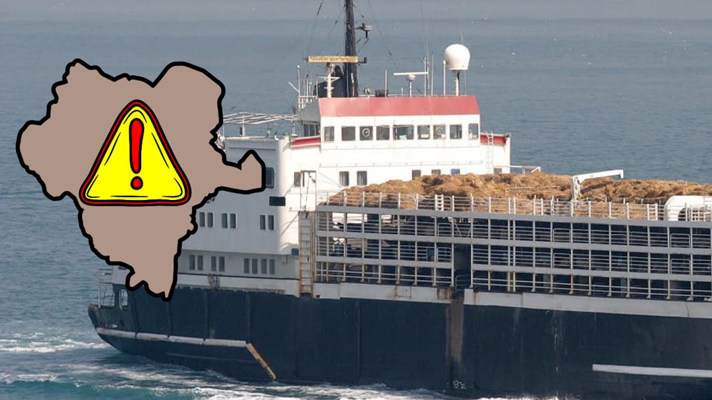 Alertan por arribo de nuevo embarque de becerros, de Nicaragua a Durango, ¿cuántas cabezas llegarán?