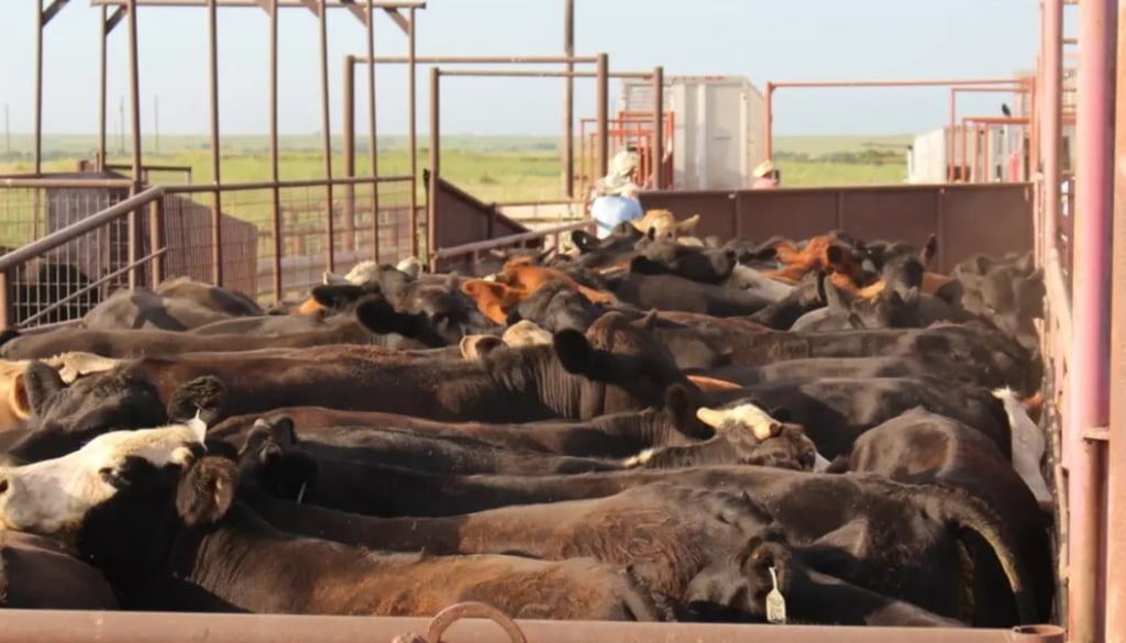 Alerta. Viene otro cargamento de cabezas de ganado vía marítima proveniente de Nicaragua hasta el municipio de Tlahualilo, pero en Centroamérica es elevada la presencia del gusano barrenador.