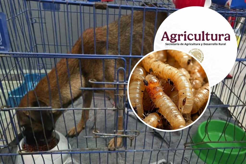 Gusano Barrenador: Encuentran larvas en perrita; es el segundo caso en Yucatán