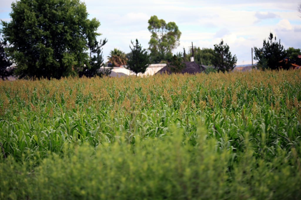 Producción. Con las lluvias se mejoraron las condiciones del ciclo agrícola. 