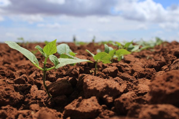 Incierta aún la superficie que será sembrada con frijol y maíz en Durango