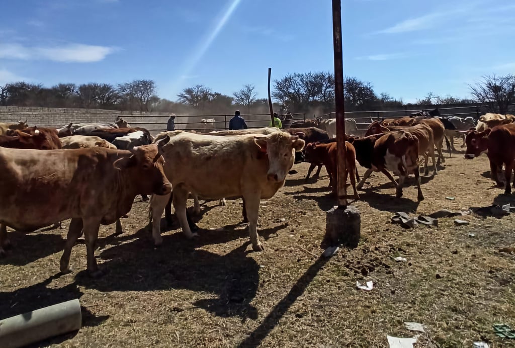 Perderán 2,500 mdp por ganado varado