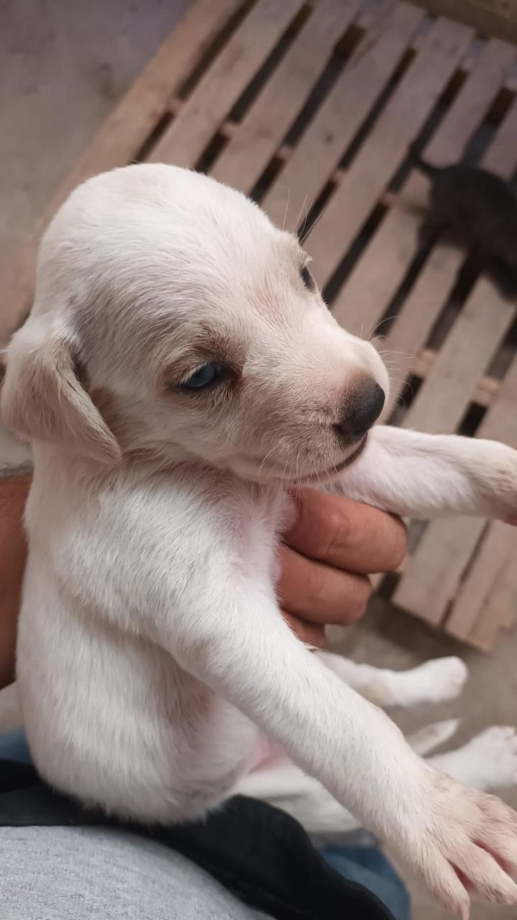Decisión. Desde su creación, decenas de familias gomezpalatinas han abierto su hogar y su corazón a estos animales, brindándoles una vida digna, libre de abandono y maltrato.