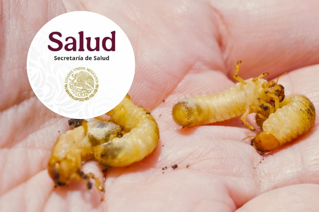 Gusano Barrenador: México suma 31 casos en humanos; 29 se concentran en Chiapas