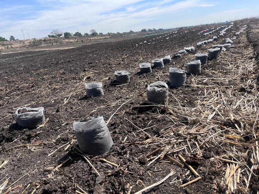 Pega a frijoleros la plaga del chapulín