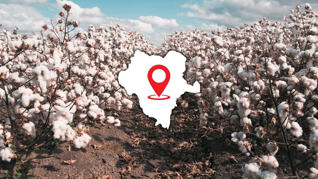 Investigan en Durango las plagas que amenazan la producción algodonera