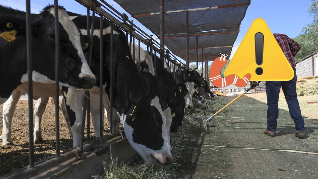 Incrementan casos de gusano barrenador en Yucatán; piden que no haya entrada de ganado ilegal