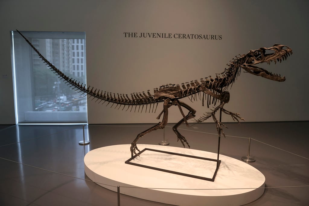 Características.  El espécimen es un Ceratosaurus, mide casi dos metros de alto y tres de largo.