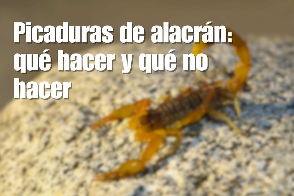 Picaduras de alacrán en Durango: qué hacer y qué no hacer si te pica uno